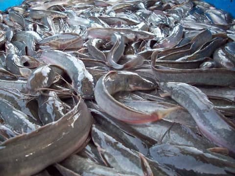 Fish Farmers