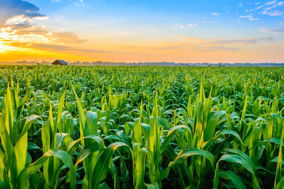 Maize Growers