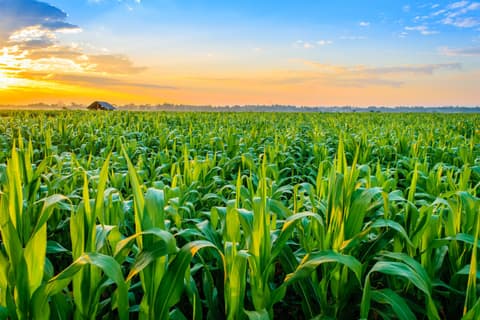 Maize Growers
