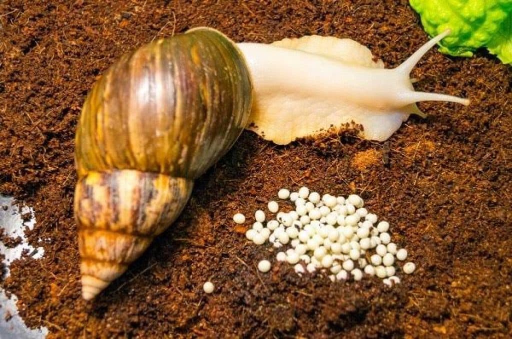 Snail Producers